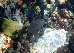 Microspathodon chrysurus