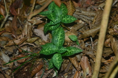 Goodyera schlechtendaliana