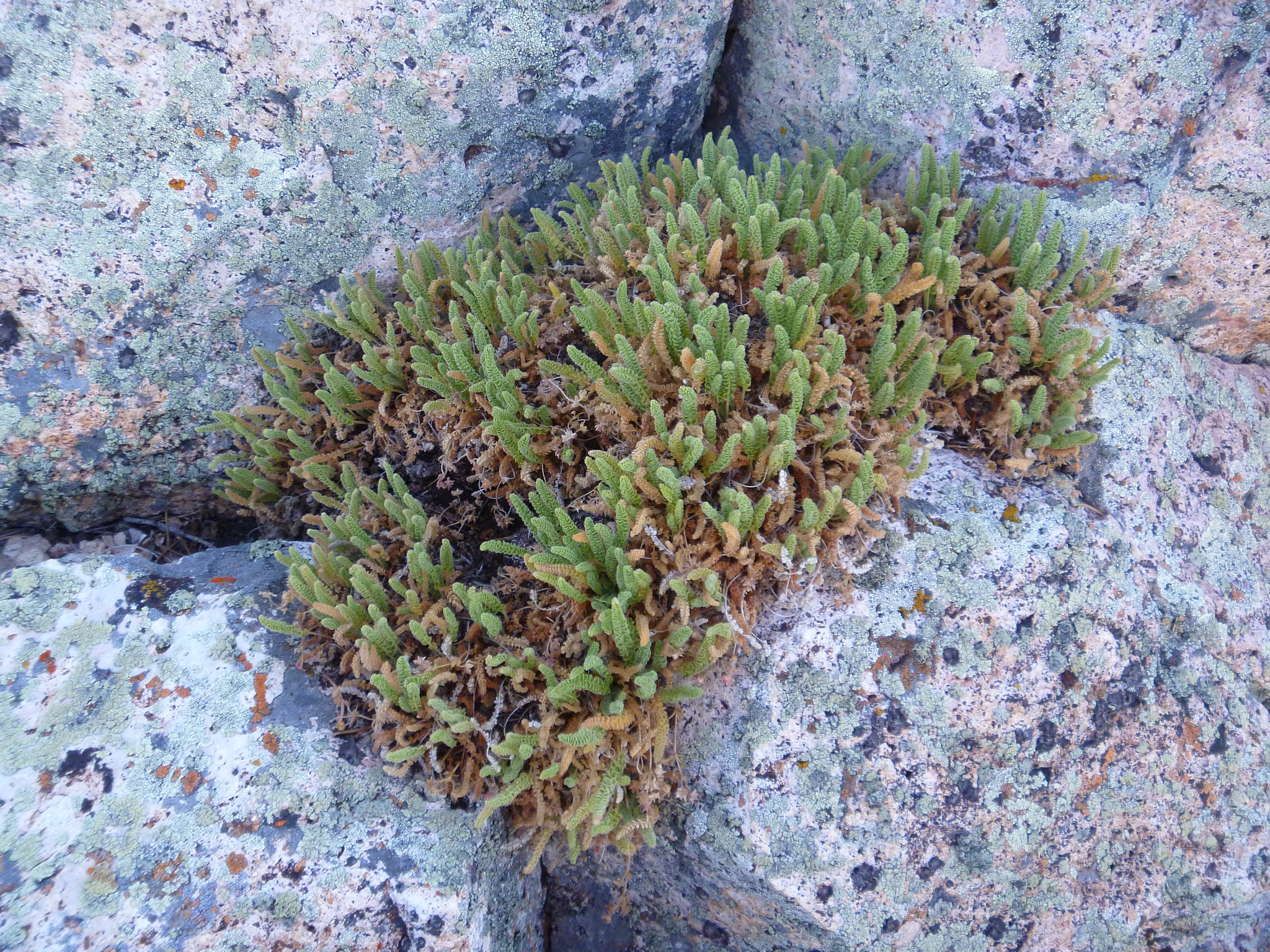 Ivesia shockleyi var. ostleri