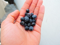 Sideroxylon celastrinum