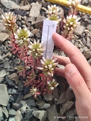 Epilobium pycnostachyum