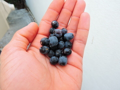 Sideroxylon celastrinum