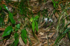 Ainsliaea macroclinidioides