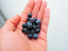 Sideroxylon celastrinum