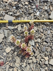 Epilobium pycnostachyum