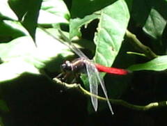 Libellula herculea