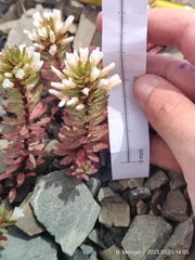 Epilobium pycnostachyum