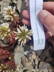 Epilobium pycnostachyum