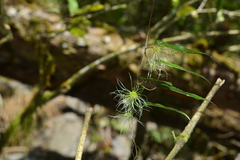 Clematis henryi