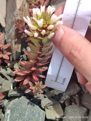 Epilobium pycnostachyum