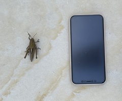 Agriacris