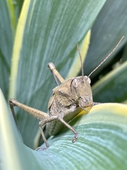 Agriacris