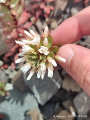 Epilobium pycnostachyum