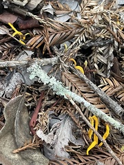 Clavulinopsis amoena