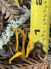 Clavulinopsis amoena