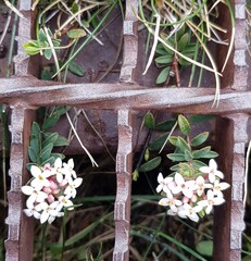 Pimelea alpina