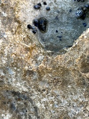 Nerita tessellata