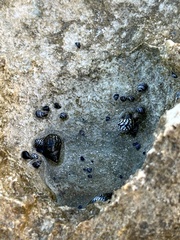 Nerita tessellata