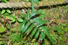 Pteris scabristipes