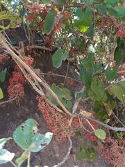 Urera caracasana