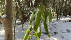 Daphniphyllum teijsmannii