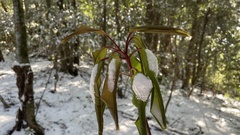Daphniphyllum teijsmannii