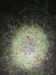 Litoria nasuta