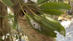 Daphniphyllum teijsmannii