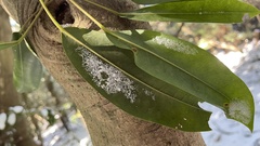 Daphniphyllum teijsmannii