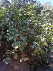 Urera caracasana