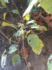 Urera caracasana