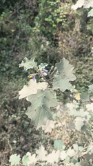 Solanum violaceum