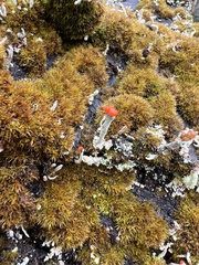 Cladonia macilenta