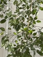 Ficus benjamina