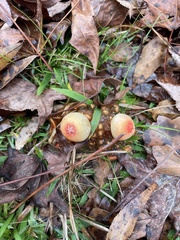 Calostoma