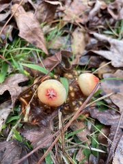 Calostoma