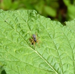 Trachelopachys