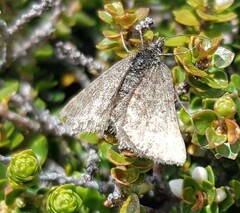 Aponotoreas