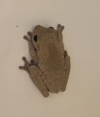 Boana platanera