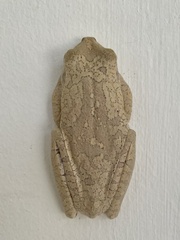 Boana platanera