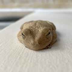 Boana platanera
