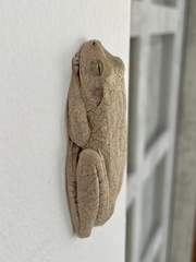 Boana platanera