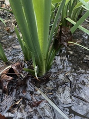 Iris pseudacorus