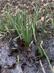 Iris pseudacorus
