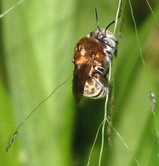 Anthophora paranensis