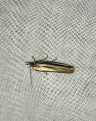 Orocrambus