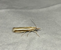Orocrambus