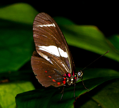 Heliconius sara