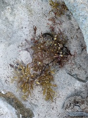 Sargassum fluitans