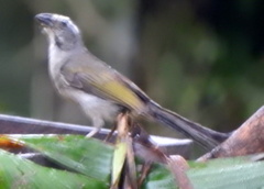 Saltator similis